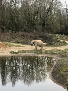 African elephant near a waterhole at ZooParc de Beauval