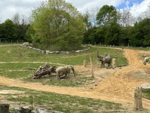 African elephants on their plain at ZooParc de Beauval