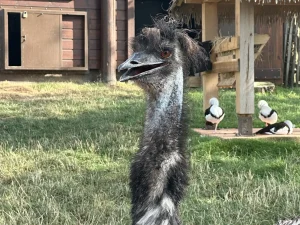 Emu in Les Terres Rouges at ZooParc de Beauval