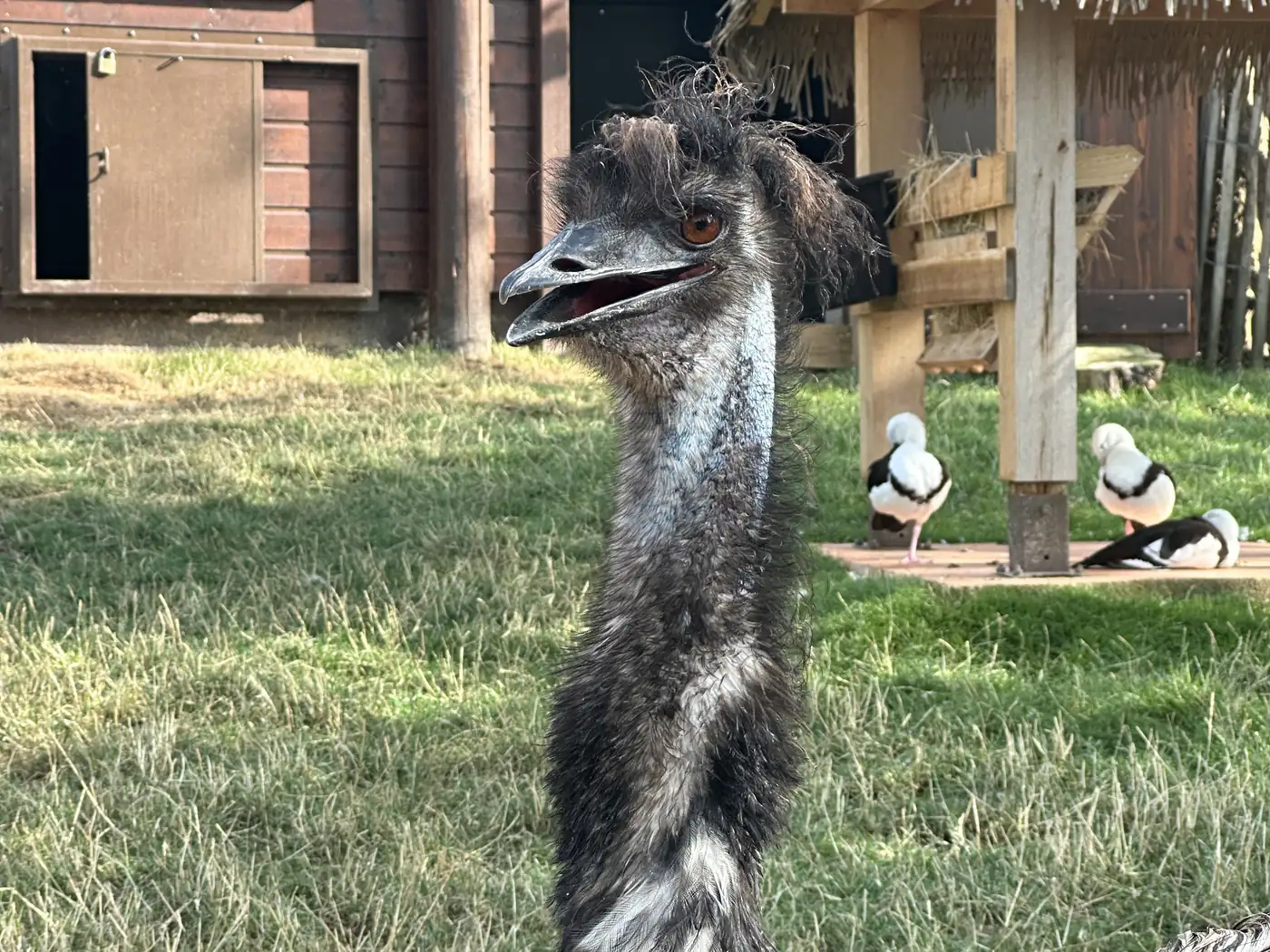 Emu in Les Terres Rouges at ZooParc de Beauval