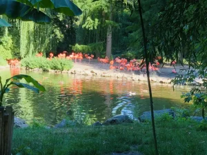 Group of flamingos by the water among bamboo and willows at ZooParc de Beauval