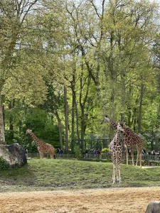 Giraffes on their wooded plain at ZooParc de Beauval