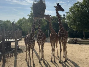 Giraffes around a hay rack in the African Savannah at ZooParc de Beauval