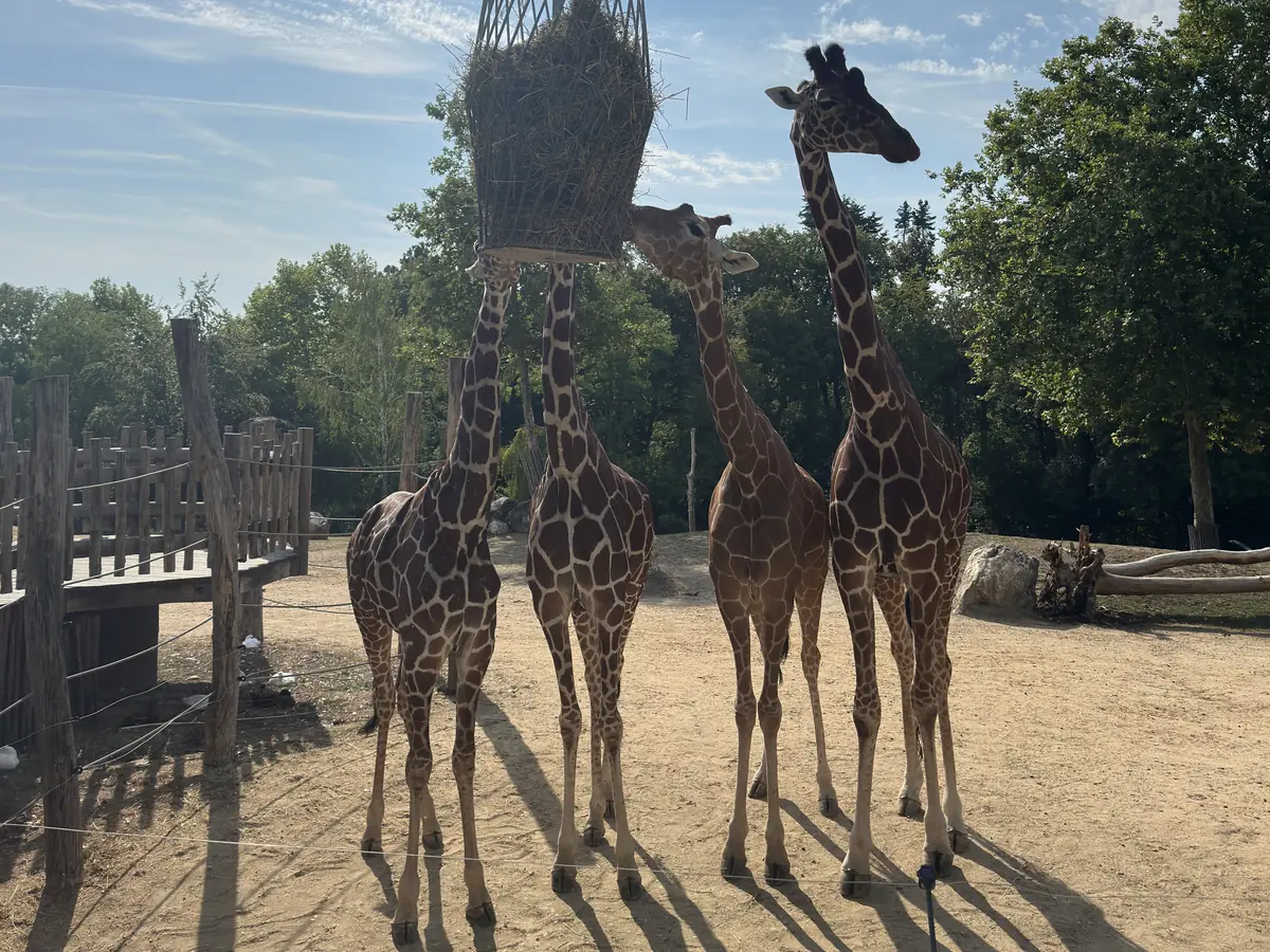 Giraffes around a hay rack in the African Savannah at ZooParc de Beauval