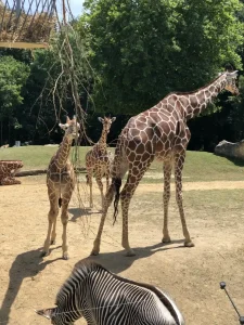 Giraffes and a zebra in the African Savannah at ZooParc de Beauval