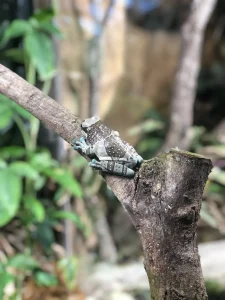Tree frog clinging to a branch at ZooParc de Beauval