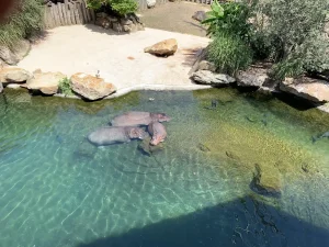 Hippos in their pool at ZooParc de Beauval