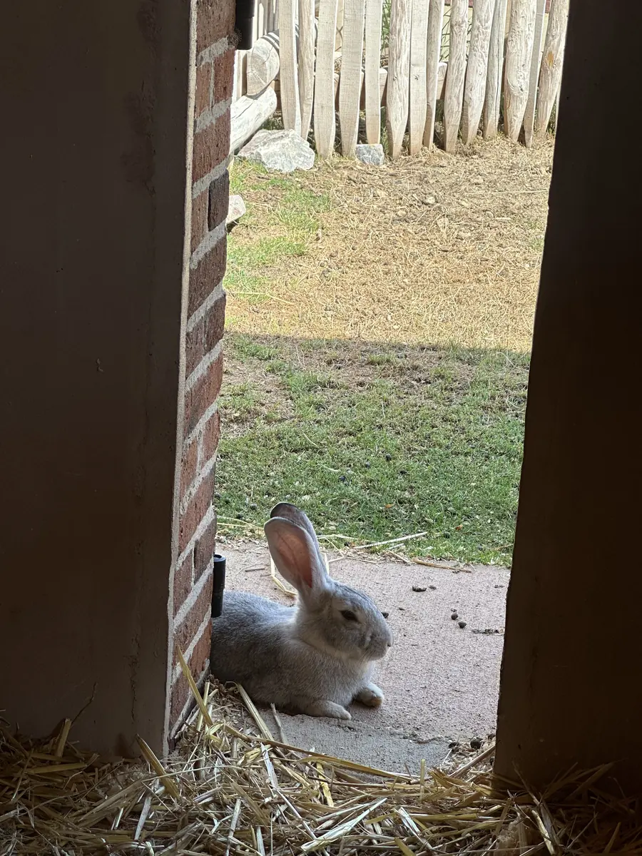 Rabbit in a barn at Bucolia, ZooParc de Beauval