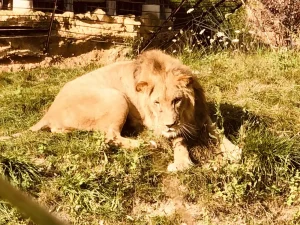 Lion resting in the grass at ZooParc de Beauval