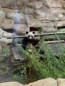 Giant panda eating bamboo in Hauteurs de Chine, ZooParc de Beauval