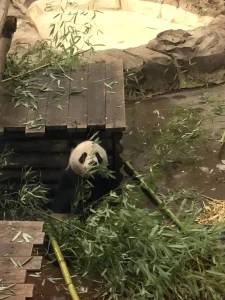 Giant panda sitting among bamboo in Hauteurs de Chine at ZooParc de Beauval