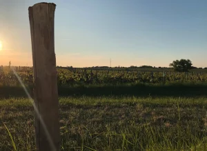 View over the vineyards from the motorhome car park at the North entrance of ZooParc de Beauval