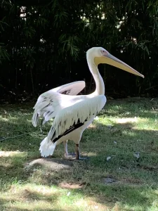 White pelican with wings half open at ZooParc de Beauval