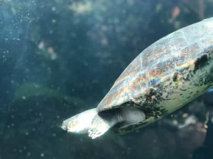 Turtle swimming behind glass at ZooParc de Beauval