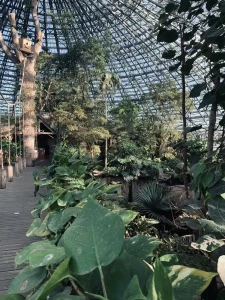 Tropical plants under the glass roof of a greenhouse at ZooParc de Beauval