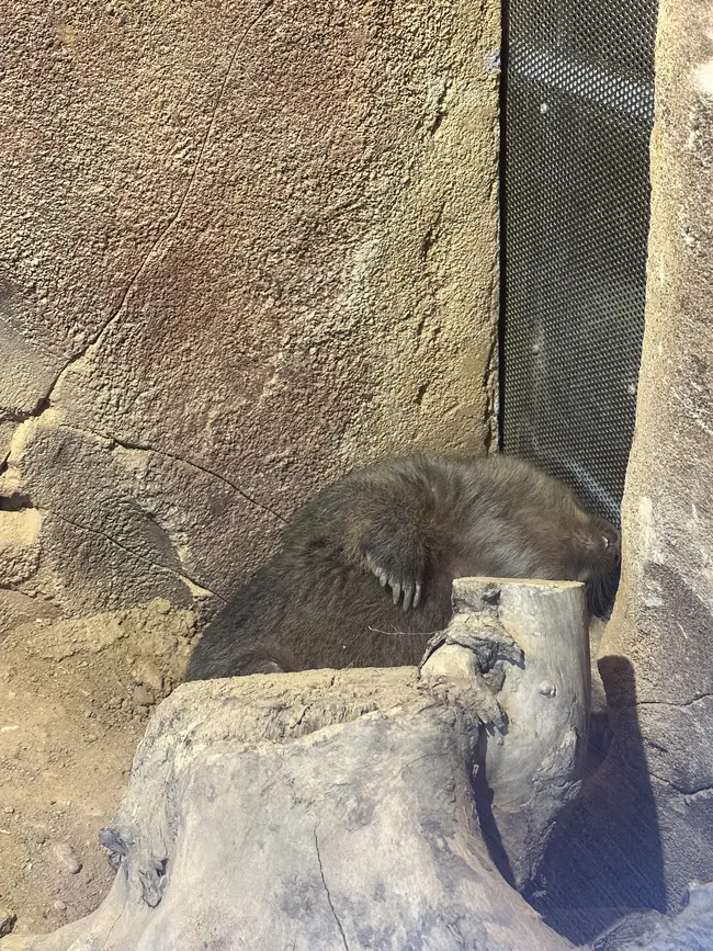 Wombat half hidden in its shelter, Les Terres Rouges, ZooParc de Beauval