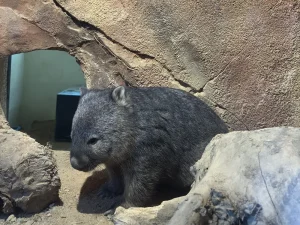 Wombat outside its burrow in Les Terres Rouges at ZooParc de Beauval