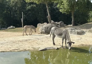 Zebras in the African Savannah at ZooParc de Beauval