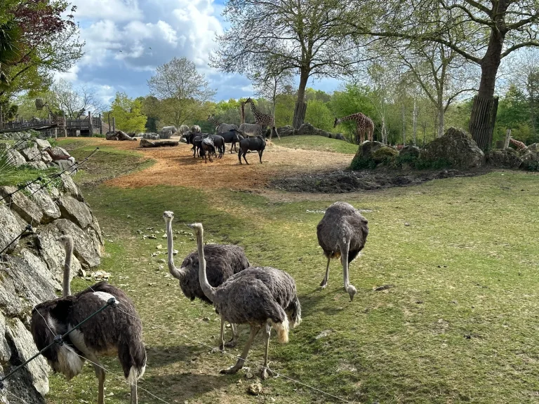 Ostriches and giraffes on the African plain at ZooParc de Beauval