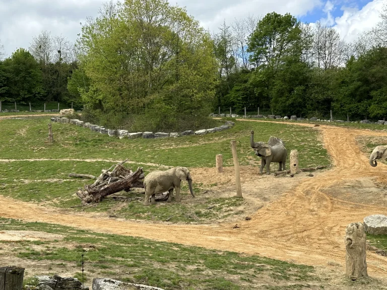 Elephants on their plain at ZooParc de Beauval