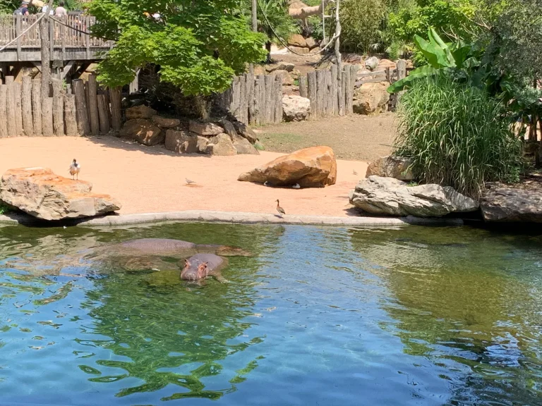 Hippo in its pool at ZooParc de Beauval