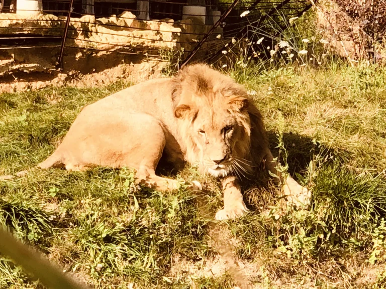 Lion resting at ZooParc de Beauval