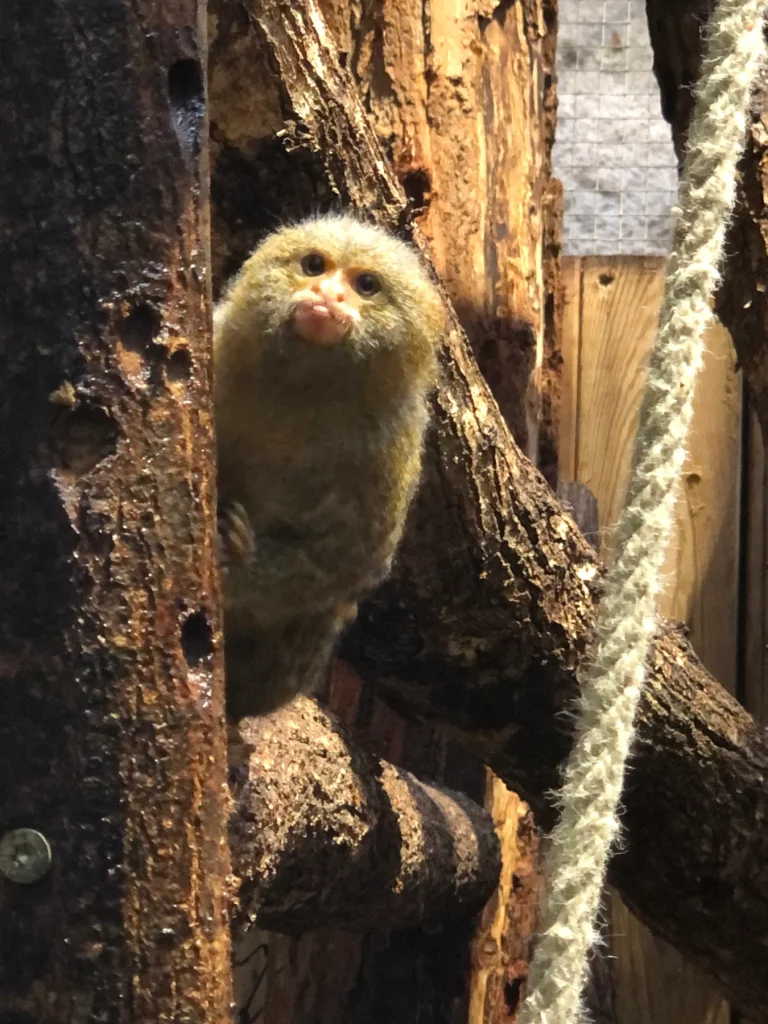 Close-up of a marmoset at ZooParc de Beauval
