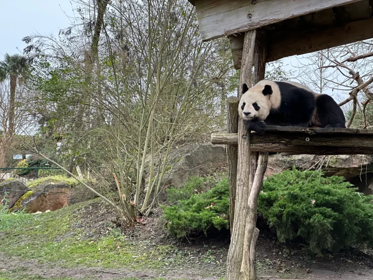 Giant panda on its platform in winter at ZooParc de Beauval