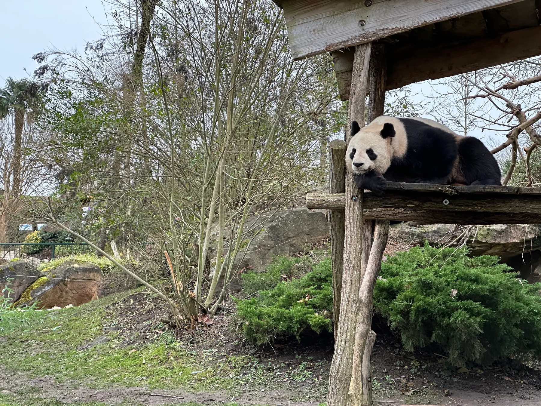 Giant panda on its platform in winter at ZooParc de Beauval