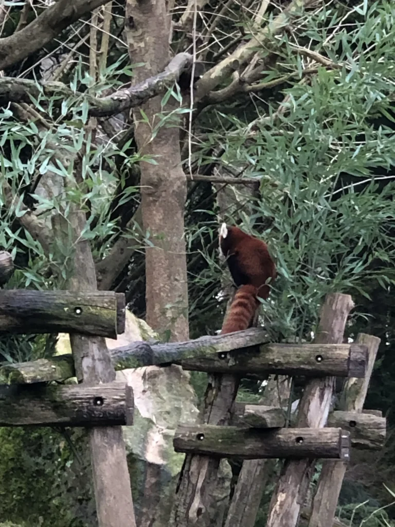Red panda on a wooden walkway at ZooParc de Beauval