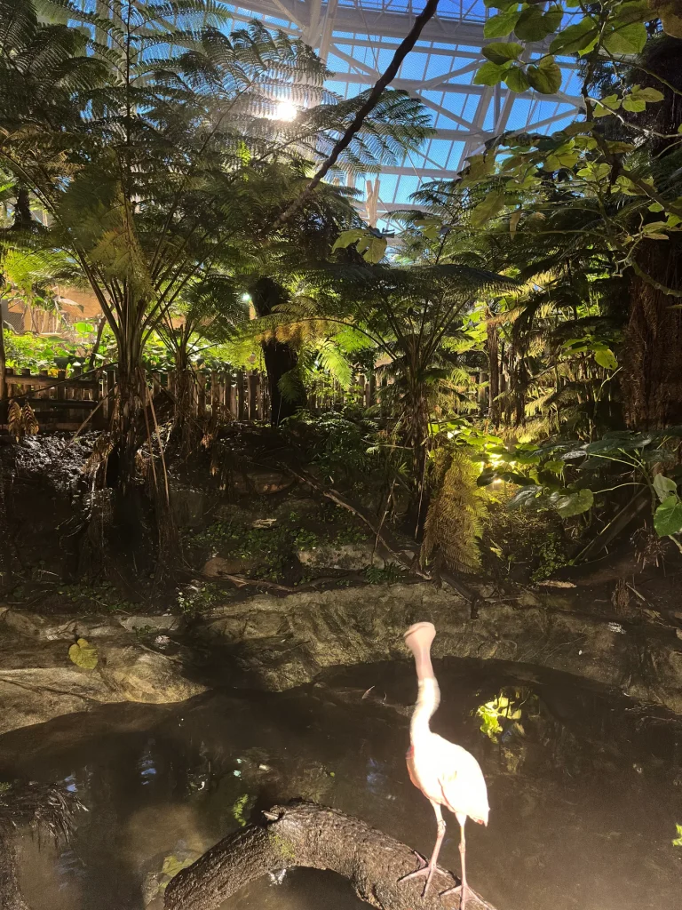 Roseate spoonbill in a greenhouse at ZooParc de Beauval