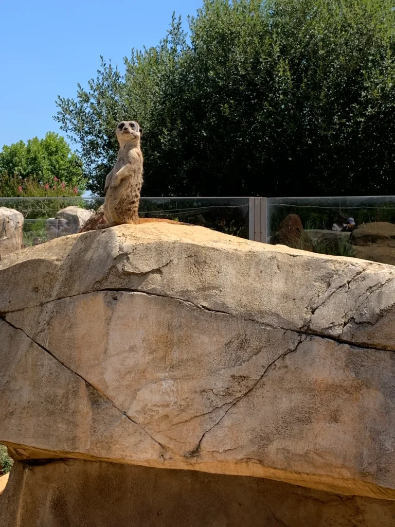Meerkat on a rock at ZooParc de Beauval