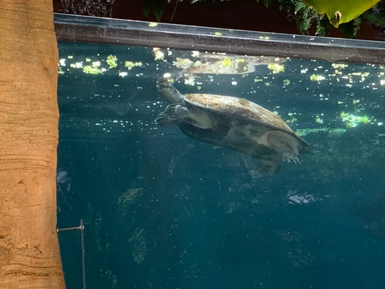 Turtle at the water surface at ZooParc de Beauval