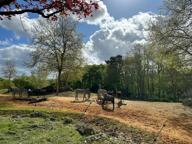 Zebras and wildebeest on the African plain at ZooParc de Beauval